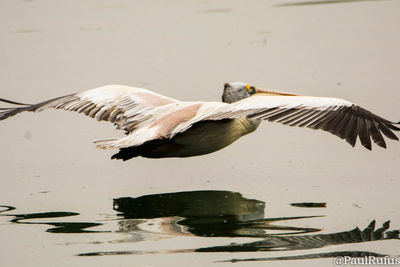 Close-up of bird flying over water