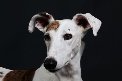 Close-up of dog against black background