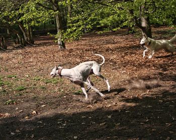 Dog running in a field