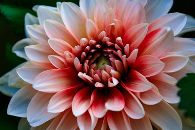 Close-up of pink dahlia