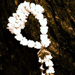 Close-up of white flowers blooming in park