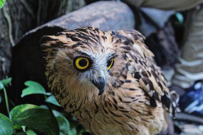 Close-up portrait of eagle