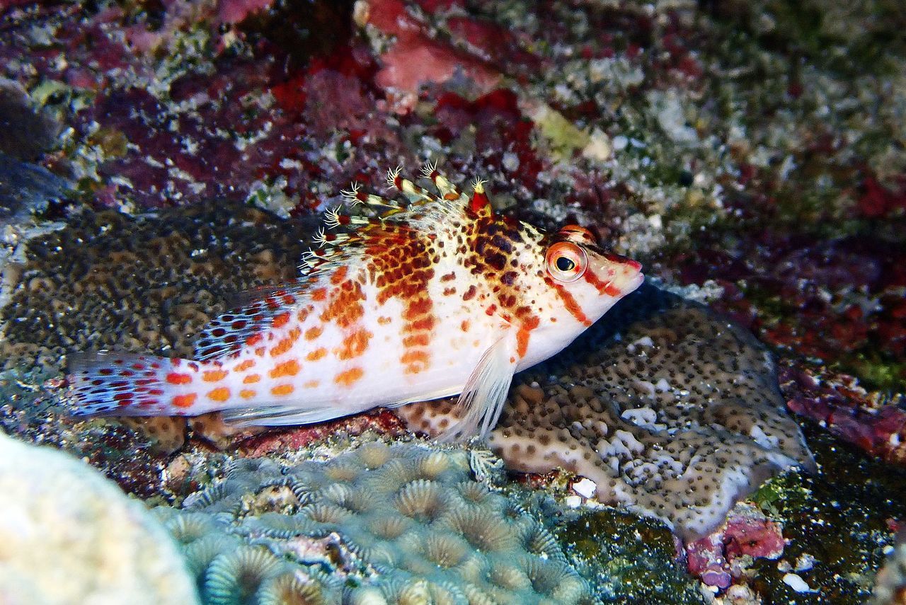 CLOSE-UP OF FISH SWIMMING IN AQUARIUM