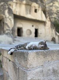View of cat on rock against wall