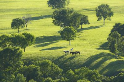 Scenic view of pasture