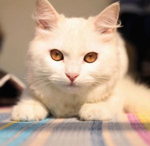 Close-up portrait of cat at home