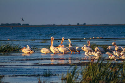 Birds by lake against sky