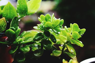 Close-up of leaves