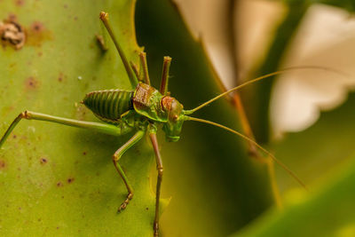 Close-up of insect on leaf