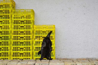 Dog standing against yellow wall