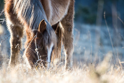 Close-up of horse grazing