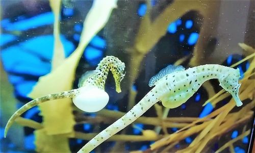 Close-up of jellyfish swimming in sea