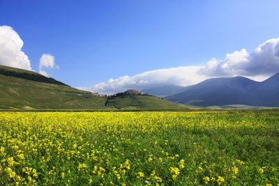 View of flowers growing in field