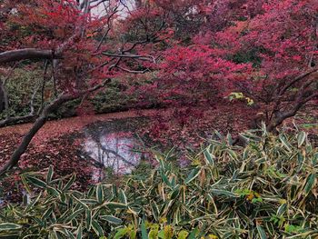 View of trees in park