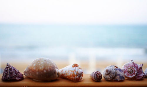 Close-up of various seashells on railing at beach