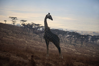 View of a horse on field during sunset