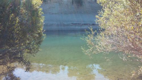 Reflection of trees in lake