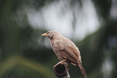 Close-up of bird perching on a tree