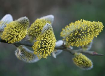 Close-up of yellow flowering plant