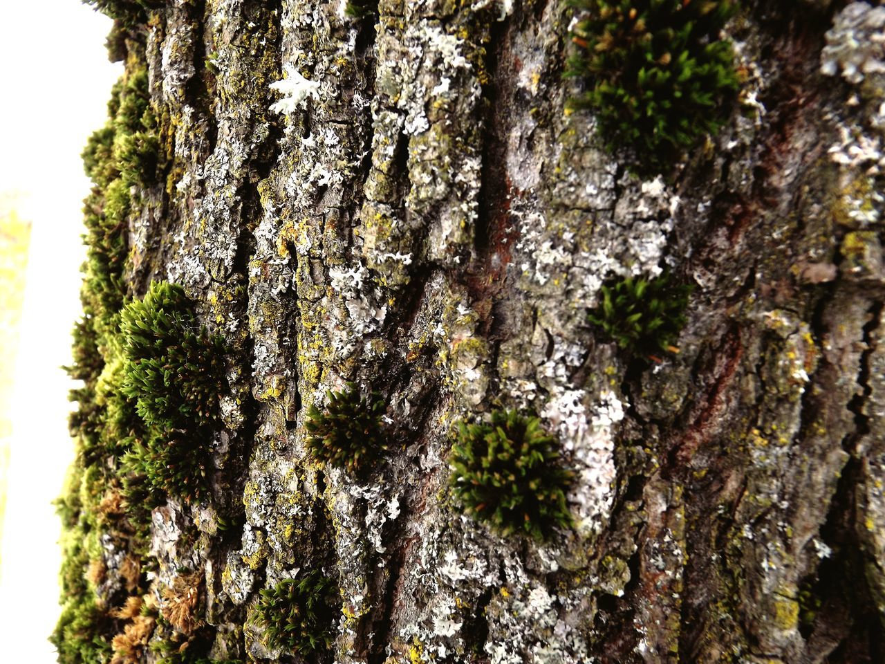 tree trunk, tree, textured, bark, nature, growth, rough, lichen, day, moss, close-up, no people, focus on foreground, outdoors, beauty in nature, fungus