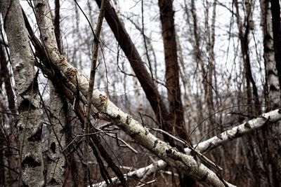 Low angle view of bare trees in forest during winter