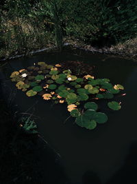 Lotus water lily on leaves in lake