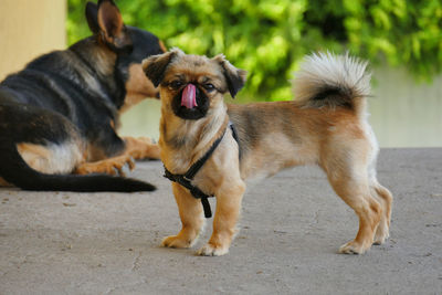 Portrait of dog sticking out tongue