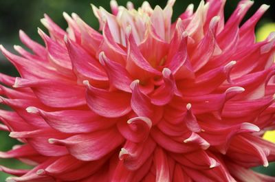 Close-up of pink dahlia