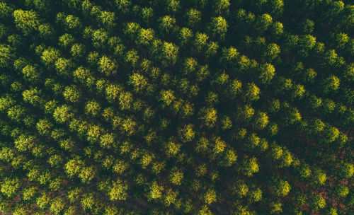 Full frame shot of trees in forest