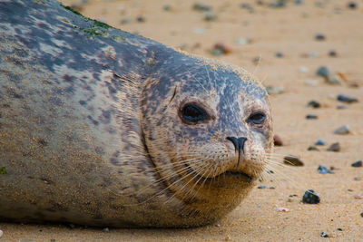 Close-up portrait of a lizard