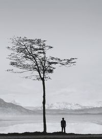 Reflection of bare trees in water