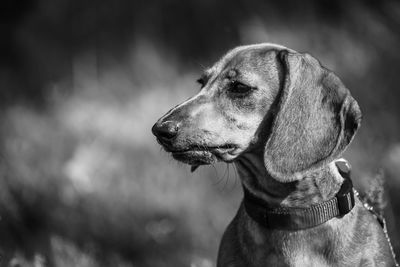 Close-up of dog looking away