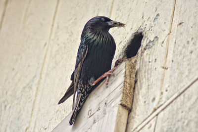 Low angle view of bird perching on wall