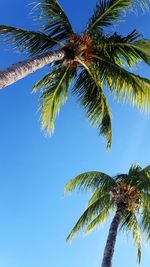 Low angle view of palm tree against blue sky