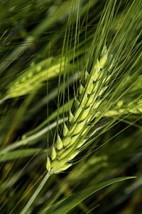 Close-up of wheat growing on field