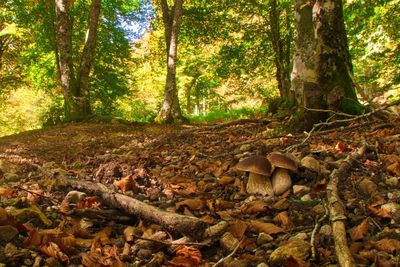 Mushrooms growing on log in forest