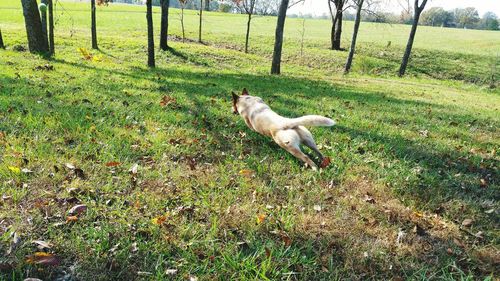 Grass grazing on grassy field