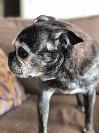 Close-up of a dog looking away