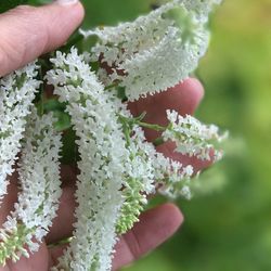 Close-up of hand holding plant