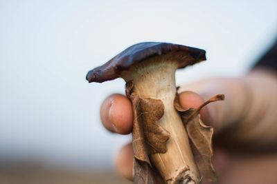 Close-up of hand holding mushroom