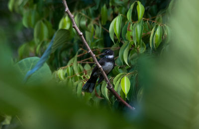 Bird perching on tree