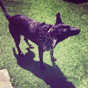 Dog standing on grassy field