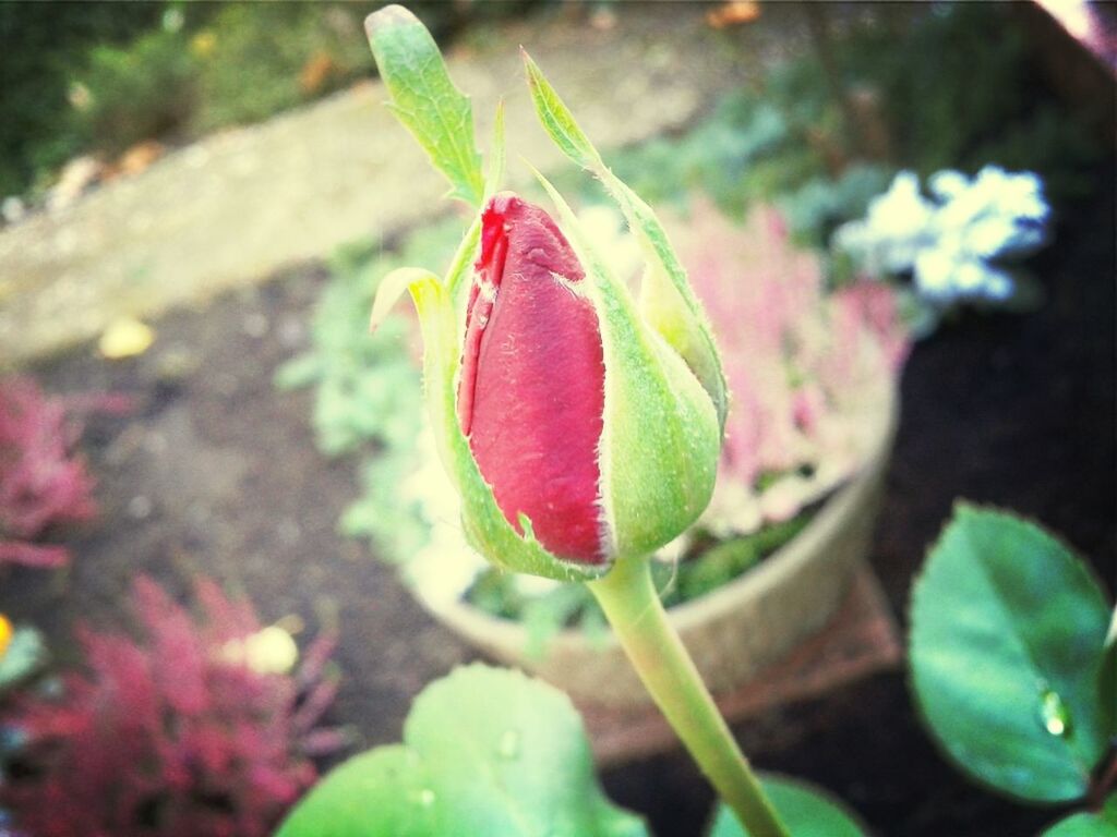 growth, leaf, freshness, flower, close-up, fragility, plant, bud, focus on foreground, beauty in nature, nature, new life, beginnings, green color, petal, stem, red, rose - flower, flower head, growing