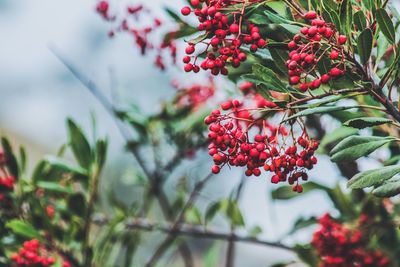 Close-up of red berries growing on tree