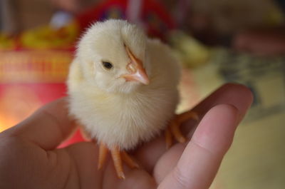 Close-up of hand holding bird