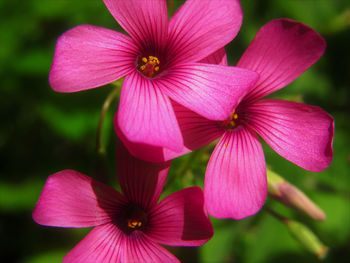 Close-up of pink flowering plant in park