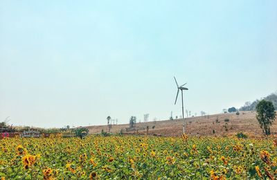 Scenic view of sunflower field against clear sky