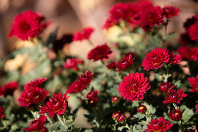 Close-up of pink flowering plants