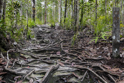 Trees in forest