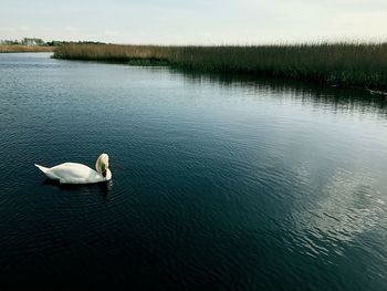 Swan on lake against sky